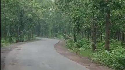 মহম্মদবাজার: গনপুর জঙ্গল থেকে ভারকাটার দিকে যাওয়ার রাস্তাতে বিরল প্রজাতির প্রাণীর দেখতে পেয়ে মোবাইলে ফ্রেম বন্দি করল স্থানীয়রা