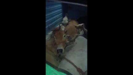 पांडुरना: पांढुर्णा पुलिस ने मवेशियों से भरा पिकअप पकड़ा, 9 मवेशी बचाए, 3 की मौत