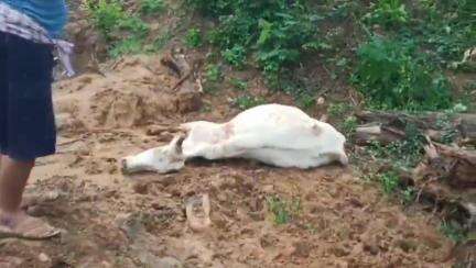 ଅନୁଗୋଳ: ଶଙ୍ଖପୁର ଗ୍ରାମରେ ହାତୀ ଆକ୍ରମଣରେ ଦୁଇ ଗାଈ ଗୁରୁତର ଗୋଟିଏ ବାଛୁରୀ ମୃତ୍ୟୁ