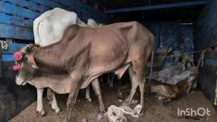 मालेगाव: मनमाड चौफुली येथे गोवंश वाहतूक रोखण्यासाठी पोलिसांनी नाकाबंदीत केली नऊ गोवंश जनावरांची सुटका