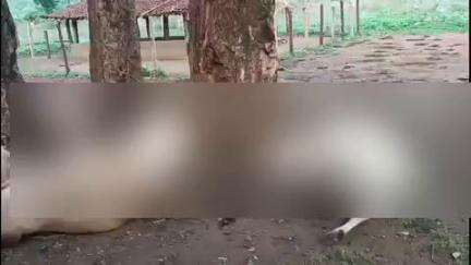नारायणपुर: आकाशीय बिजली से ग्राम मोहंदी में 13 मवेशियों की मौत, ग्रामीणों की आजीविका पर संकट