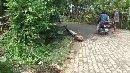 শিৱসাগৰ: মেটেকাত ধুমুহাত উভালি পৰিল প্ৰকাণ্ড গছ, বিদ্যুৎ সংযোগ বিচ্ছিন্ন প্ৰায় ১২ ঘন্টা পৰ্যন্ত