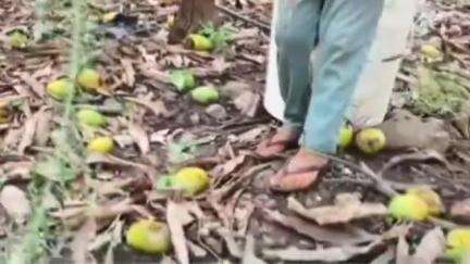 आष्टी: पाटसरा शिवारात वादळीवारे, मुसळधार पावसाने फळ पिकांचे मोठे नुकसान,भरपाईची शेतकऱ्यांची मागणी #Jansamasya