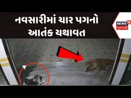 Navsari Leopards Terror News : નવસારીમાં ચાર પગનો આતંક યથાવત | leopard Attack | News In Gujarati