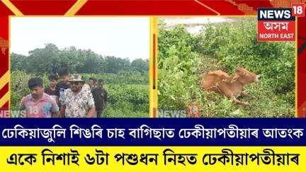 Dhekiajuli News। একে নিশাই ৬টা কৈ পশুধন নিহত কৰিছে ঢেকীয়াপতীয়াই। N18V