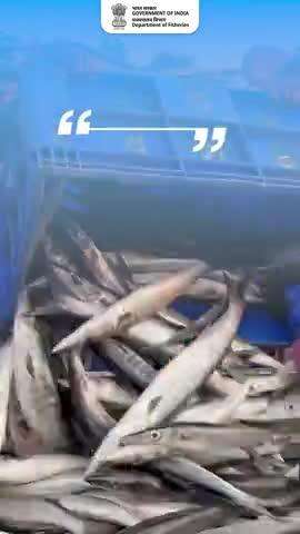 मत्स्य पालन बना रहा है ग्रामीण भारत की नई पहचान। तकनीक और योजनाओं के सहयोग से कम लागत में ज़्यादा मुनाफा,  अब तालाबों से भी उग रही है समृद्धि। 
#MatsyaPalan #BlueRevolution #PMMSY #11YearsOfSeva #RuralProsperity