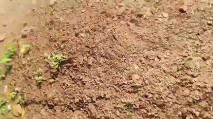 चावल के एक दाने को दबाने से पता चल जाता है कि वह पका है या अधपका...
