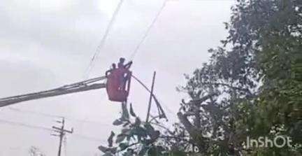 भिंड नगर: भिंड: बाटर बर्क्स में आंधी से बिजली के तारों से टकराया पेड़, 33 केवी लाइन में फॉल्ट, कर्मचारी पहुंचे