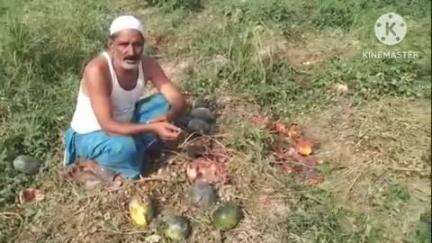 संभल: हीसमपुर गांव के ग्रामीण ने डिस्ट्रीब्यूटर पर तरबूज का खराब बीज देने का लगाया आरोप, ग्रामीण को हुआ हजारों रुपए का नुकसान