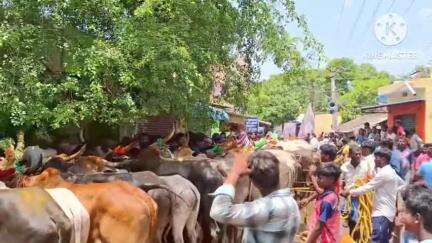 ஆம்பூர்: ஏ கஸ்பா பகுதியில் நடைபெற்ற எருதுவிடும் திருவிழாவில் 200க்கும் மேற்பட்ட காளைகள் கலந்து கொண்டு சிரிப்பாய்ந்து ஓடின