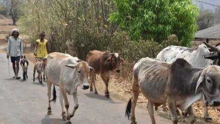 છોટાઉદેપુર: જિલ્લામાં પશુપાલકો અને દૂધ ઉત્પાદકો પ્રત્યે આભાર વ્યક્ત કરવાનો દિવસ છે,માહિતી વિભાગે માહિતી આપી.
