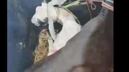 पकड़ी दयाल: धनौजी पंचायत भवन के पास मवेशी चुराकर भाग रहे दो चोरों को ग्रामीणों ने पकड़कर पुलिस को सौंपा