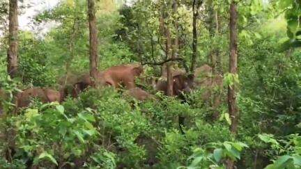 दारू: दारू और टाटीझरिया प्रखंड के सीमावर्ती क्षेत्र में हाथी की चहलकदमी से ग्रामीणों में दहशत