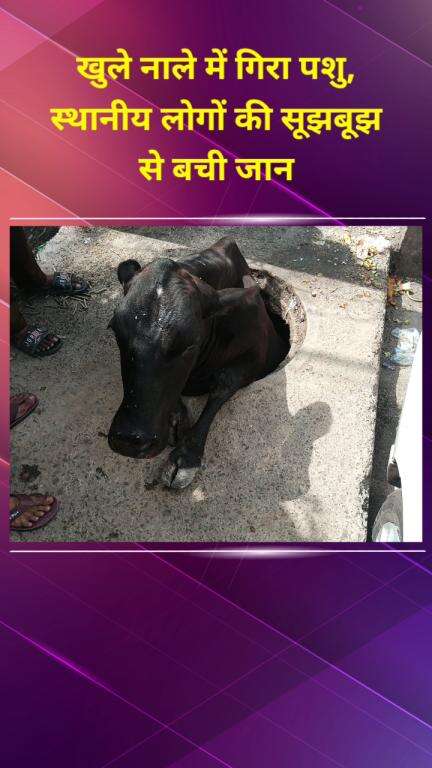 मयूर विहार: त्रिलोकपुरी में खुले नाले में गिरा पशु, स्थानीय लोगों की सूझबूझ से बची जान