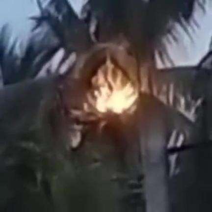 ঘাটাল: ঘাটালের মনোহরপুর এলাকাতে নারকেল গাছ দাউদাউ করে জ্বলতে শুরু করলো বাজ পড়ে