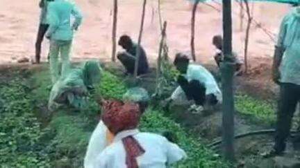 सुनेल: उन्हेल में मनरेगा नर्सरी विकास कार्य में तैयार होंगे 5 हजार पौधे