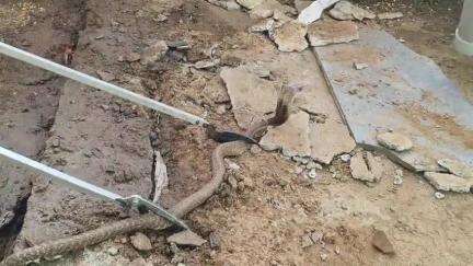 கண்டச்சிபுரம்: மணம்பூண்டி கிராமத்தில்  5 அடி நீளமுள்ள நல்லப்பாம்பை பிடித்த திருக்கோவிலூர் தீயணைப்பு வீரர்கள்