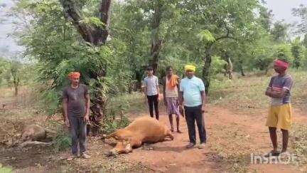 भंडरिया: पाट गांव में वज्रपात की चपेट में आने से 2 गायों की मौत, किसान ने मुआवजे की मांग की