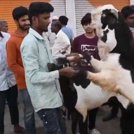 ಕಲಬುರಗಿ: ಬಕ್ರೀದ್ ಹಿನ್ನಲೆ: ನಗರದ ಮೇಕೆ ಮಾರುಕಟ್ಟೆಯಲ್ಲಿ ಖರೀಧಿ ಜೋರು