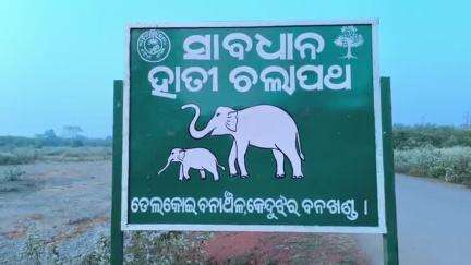 ତେଲକୋଇ: କାନ୍ତଲସୁଆଁ ଜଙ୍ଗଲ ଅଞ୍ଚଳରେ ସାତ ଟିକିଆ ହାତୀ ଥିବା ନେଇ 
ତେଲକୋଇ ବନ ବିଭାଗର ସୂଚନା