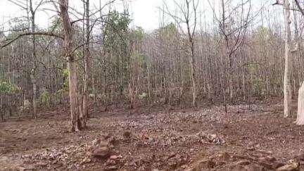 मंडला: ग्राम जारगी बीट में सागौन पौधारोपण में लापरवाही, वन समिति पदाधिकारी व जनप्रतिनिधियों ने लगाए आरोप