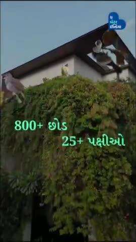 સુરતના આ ઘરમાં 800+ છોડ, 25+ પ્રકારના પક્ષીઓ રહે છે. Sustainable Home | Urban Gardening | Surat |Eco Friendly House
