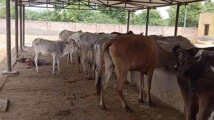 ताखा: गांव मामन की गौशाला में गायों को नहीं मिल रहा हरा चारा, एक गौवंश पाया गया मृत