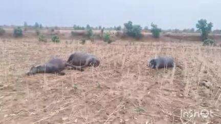 विजयपुर: विद्युत तार गिरने से 3 भैंस और 1 गाय की दर्दनाक मौत, ग्रामीणों का फूटा गुस्सा