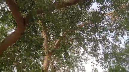 माधौगढ़: कुठौंद गांव में एक व्यक्ति ने पेड़ पर चढ़कर आत्महत्या करने की दी धमकी, वीडियो सोशल मीडिया पर वायरल