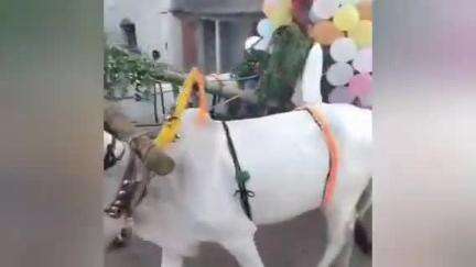మెదక్: ఝాన్సీ లింగాపూర్‌లో ఘనంగా పెద్దమ్మ తల్లికి ఎడ్లబండ్ల ఊరేగింపు నిర్వహణ