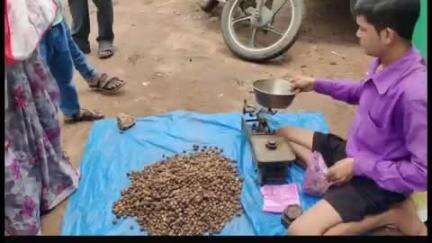 राजिम: छत्तीसगढ़ की शान ‘बोड़ा’ ने बाजार में दी दस्तक, एक पाऊं की कीमत 1200 रुपए तक, गरियाबंद की थाली में लौटी