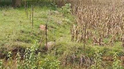 पखांजूर: पखांजूर में धड़ल्ले से बिक रहा झटका बिजली तार, कई दुर्घटनाओं के बाद भी नहीं थम रहा झटका बिजली तार