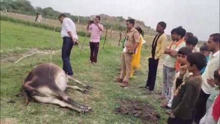 मोठ: ग्राम मड़पुरा में गाय की करंट लगने से हुई मौत, बृजवासी गौ रक्षक सेना भारत गौरक्षा के लिए आई मैदान में