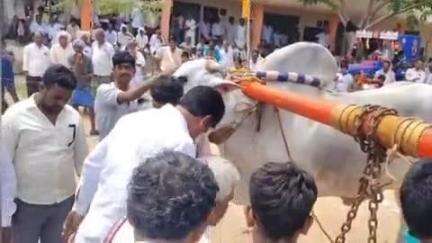 మార్కాపురం: తర్లుపాడులోని నీలంపాటి అమ్మవారి వార్షికోత్సవ వేడుకల్లో ఎడ్ల పందాల పోటీలను ప్రారంభించిన జనసేన ఇంఛార్జి ఇమ్మడి కాశీనాథ్