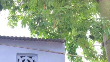 திண்டுக்கல் கிழக்கு: RM காலனி பகுதியில் குரங்கு தொல்லை பொதுமக்கள் புகார் தெரிவித்தும் வனத்துறையினர் நடவடிக்கை எடுக்க மறுப்பதாக குற்றச்சாட்டு #localissue