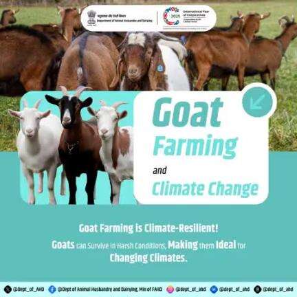 Goat Farming and Climate Change
Goats: the climate-resilient livestock! 
They adapt to harsh conditions, making them ideal for farming in a changing climate. 
#ClimateResilience #goatfarming