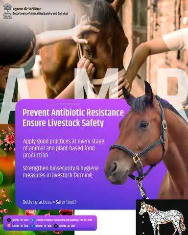 Preventing antibiotic resistance is key to livestock safety. By following good practices in food production and strengthening biosecurity and hygiene in farms, we can reduce the need for antibiotics and protect animal and human health.
