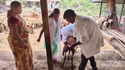 அரக்கோணம்: குருவராஜபேட்டை,காந்திநகர்  உள்ளிட்ட பகுதிகளில் கால்நடை துறை சார்பில் சிறப்பு மருத்துவ முகாம் நடைபெற்றது