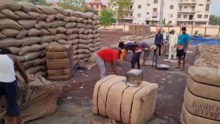 नारनौल: महेंद्रगढ़ की अस्थाई मंडी में शुक्रवार की बारिश के बाद भीगी सरसों का उठान शुरू