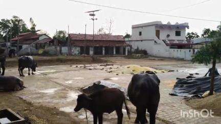 आमगाव: जिल्ह्यात अवकाळी पावसाने हजेरी लावल्याने मका पिकाचे मोठे नुकसान
