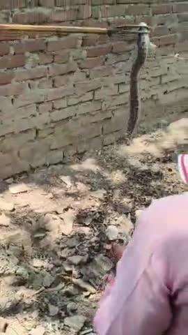 जयसिंहपुर: सुल्तानपुर कला गांव में 5 फीट लंबे और 15 किलो वजन वाले अजगर निकलने से मचा हड़कंप, वन विभाग ने किया रेस्क्यू