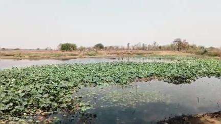 रैपुरा: ग्राम भरवारा के निस्तारी तालाब में कीटनाशक दवा डालने से दो भैंसों की मौत, घटना के बाद हड़कंप