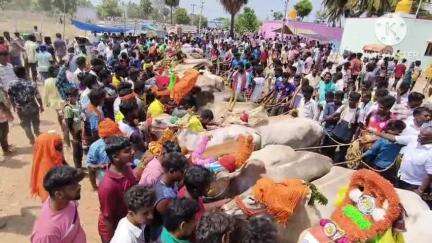நாட்றாம்பள்ளி: பூசாரிவூர் பகுதியில் மாபெரும் எருதுவிடும் திருவிழா 200-க்கும் மேற்பட்ட காளைகள் சீறிப்பாய்ந்து ஓடின