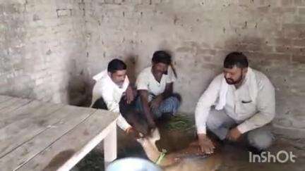 कैसरगंज: प्यारेपुर खैरा गांव में जंगल से भटक कर आबादी में पहुंचे हिरण के बच्चे की जान ग्रामीणों ने बचाई