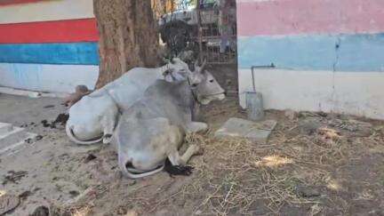 लालबर्रा: चांगोटोला पुलिस ने गौ-तस्करी के मामले में पादरीगंज से दो आरोपियों को किया गिरफ्तार, 17 गोवंश बरामद