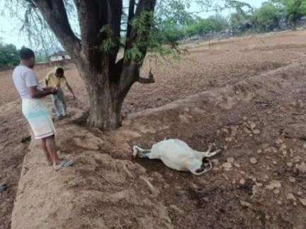 बगीचा: ग्राम सुतरी में आकाशीय गाज गिरने से एक गाय की मौत