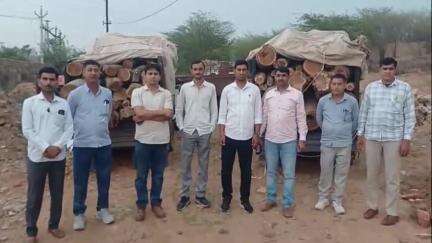 बुहाना: सिंघाना क्षेत्र में वन विभाग ने प्रतिबंधित रोहिड़े की लकड़ियों से भरी 3 पिकअप गाड़ियां की ज़ब्त