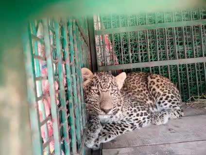 कांठ: वन विभाग की टीम ने 24 घंटे में एक तेंदुआ और एक शावक का किया रेस्क्यू