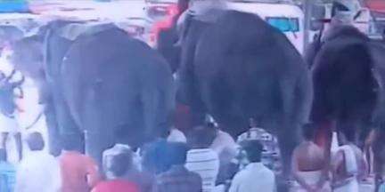 കൊട്ടാരക്കര: കൊട്ടാരക്കര ശ്രീ മഹാഗണപതി ക്ഷേത്രത്തിൽ ഉത്സവത്തിനിടെ ആന വിരണ്ടു, ദൃശ്യങ്ങൾ പുറത്ത്