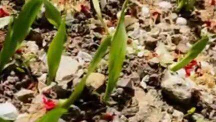 पूह: किन्नौर के ऊपरी क्षेत्रों में सूखे की मार, सेब के पेड़ों से झड़ने लगे फूल, बना खतरा